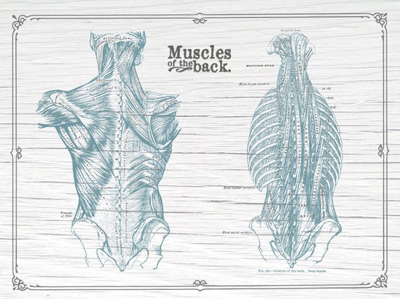 Back Muscles Anatomy Chart