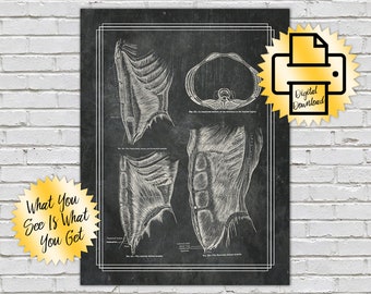Grays Anatomy Abdominal Muscle // Print At Home // 8x10 // Sand on Blackboard Textured Artwork // Massage // Physical Therapy Treatment Room