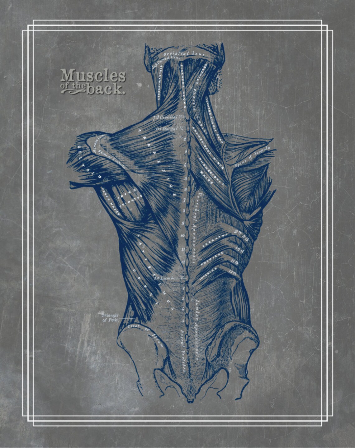 Printable Back Muscle Artwork // 11x14 // Navy Gray Textured Artwork ...