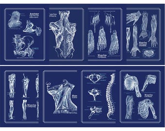 Pósteres de anatomía: impresiones de músculos y huesos, arte de fisioterapia (juego de 8)