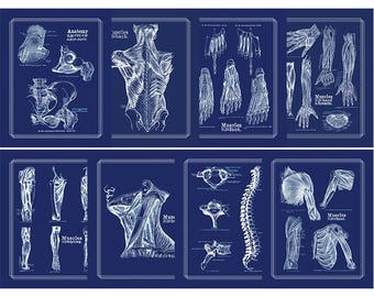 Physical Therapist Gift Set of 8 Anatomy Posters White on Navy Blue Muscle Posters Human Body Art