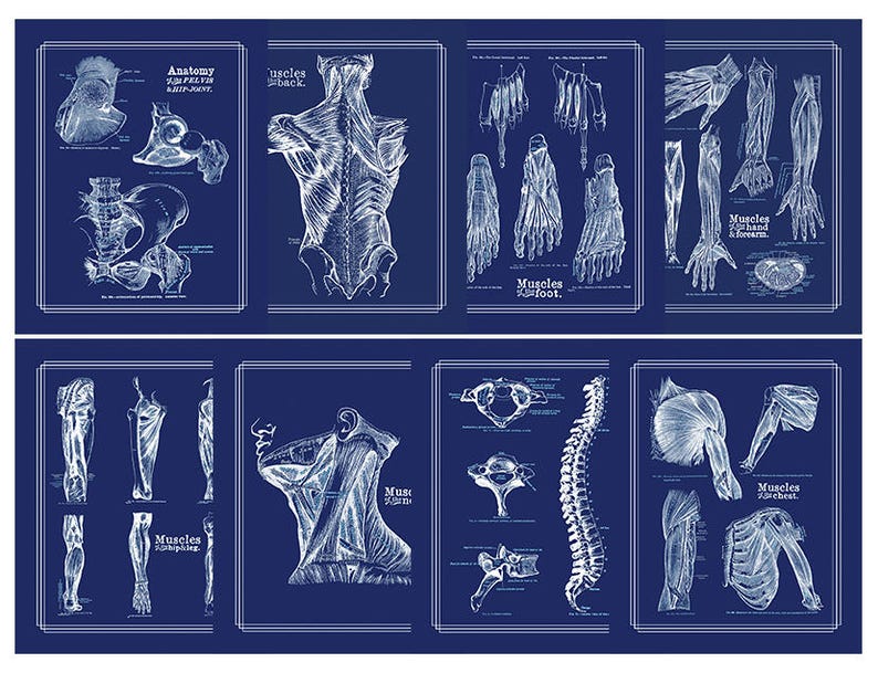 Physical Therapist Gift Set of 8 Anatomy Posters White on Navy Etsy