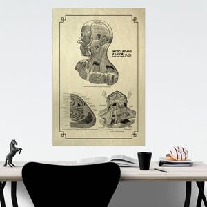 Myofascial Release Fascia Head and Neck Customizable Poster for Massage Therapist Chiropractor Grays Anatomy