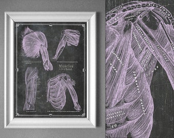 Lámina artística de anatomía de los músculos del hombro y el pecho: Decoración de fisioterapia