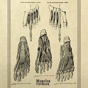 May include: A vintage anatomical illustration of the muscles of the foot. The image shows three different views of the foot, with labels for each muscle. The text in the image reads "Muscles of the foot."