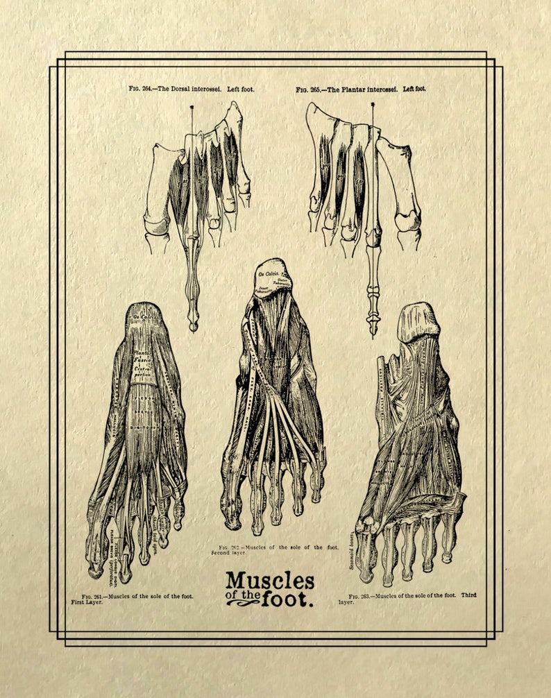 May include: A vintage anatomical illustration of the muscles of the foot. The image shows three different views of the foot, with labels for each muscle. The text in the image reads "Muscles of the foot."