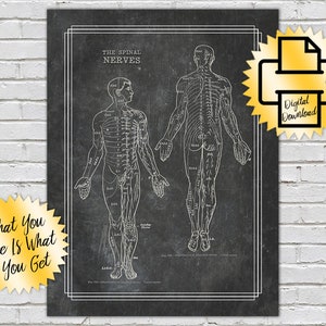 May include: A vintage anatomical illustration of the human body, showing the spinal nerves. The image is in black and white and has a chalkboard background. The text "THE SPINAL NERVES" is at the top of the image.