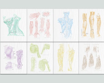 Anatomy Set of 8 Prints Pastel Muscular Anatomy Posters