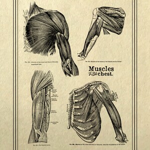 May include: A vintage anatomical illustration of the muscles of the chest and arm. The image shows the muscles in detail, with labels for each muscle. The text "Muscles of the chest" is printed in a decorative font.