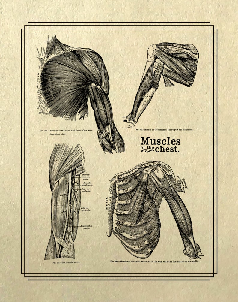 May include: A vintage anatomical illustration of the muscles of the chest and arm. The image shows the muscles in detail, with labels for each muscle. The text "Muscles of the chest" is printed in a decorative font.