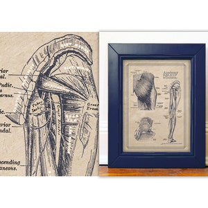 Glutes Piriformis Customizable Sciatic Nerve Muscles Gray&#39;s Anatomy  Poster Reference Massage Therapy Gym 8x10 11x14 12x16 16x20 18x24 24x36