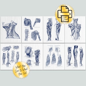 Printable Muscular Anatomy Art Set of 8 Navy on White Massage Therapy Poster Digital Download