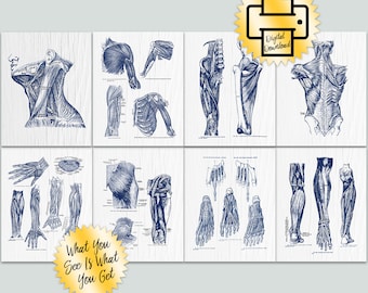 Printable Muscular Anatomy Art Set of 8 Navy on White Massage Therapy Poster Digital Download