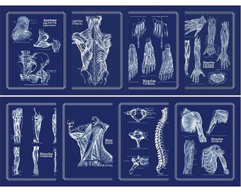 Anatomy Art Print Set of 8 x 5sets for Rebecka