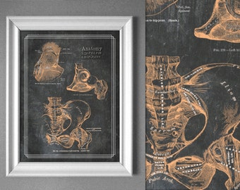 Póster de anatomía de la cadera: decoración quiropráctica y arte del masaje