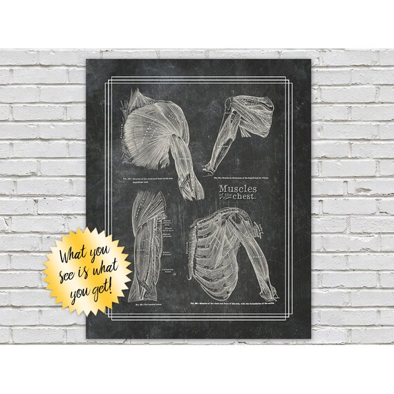 Anatomía del hombro y el pecho en arena en la pizarra