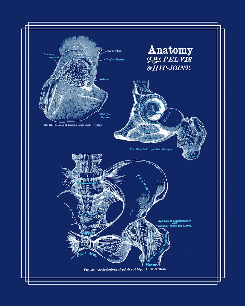 Physical Therapist Gift Set of 8 Anatomy Posters White on Navy Etsy