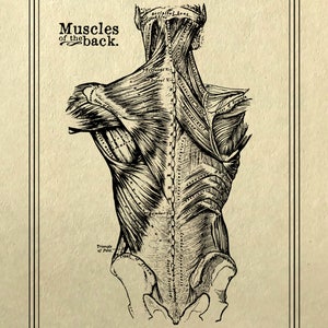 May include: A vintage anatomical illustration of the muscles of the back. The image shows a detailed drawing of the back of a human body, with labels for various muscles.