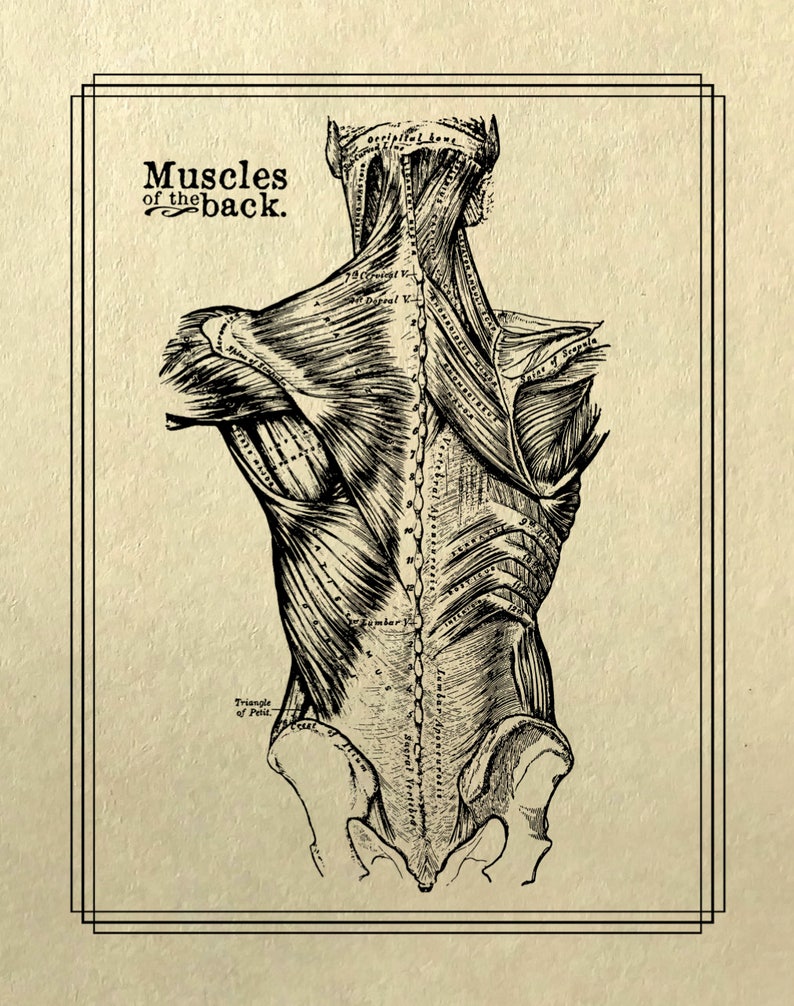 May include: A vintage anatomical illustration of the muscles of the back. The image shows a detailed drawing of the back of a human body, with labels for various muscles.