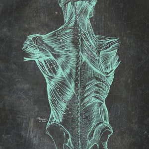 Afdrukken thuis Grays anatomie rugspieren grafiek Vintage medische postkaart Mint zwart getextureerde schoolbord antieke Massage sportschool kantoor 5 x 7