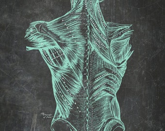 Print At Home Grays Anatomy Back Muscles Chart Vintage Medical Post Card Mint Black Textured Chalkboard Antique Massage Gym Office 5x7