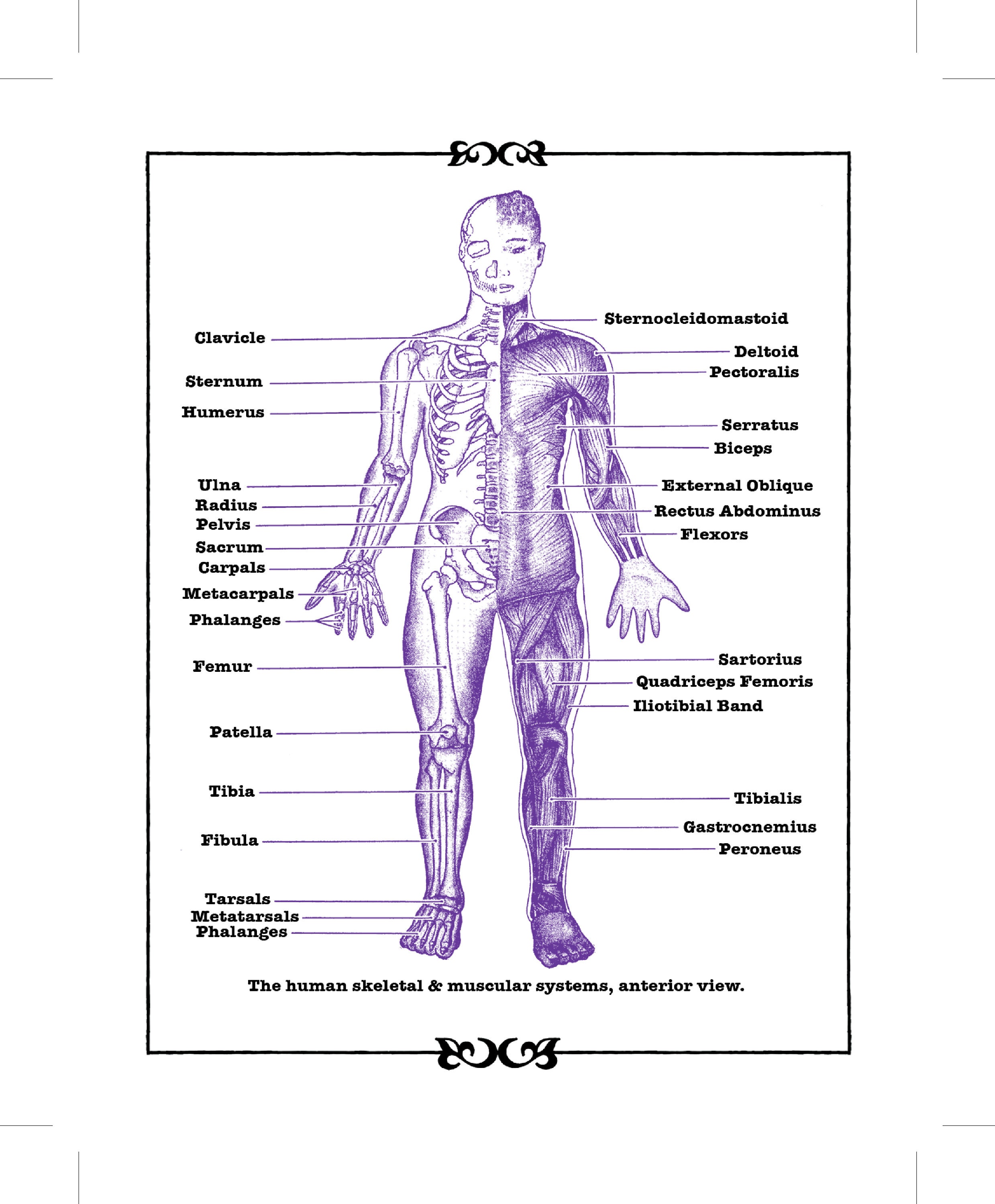 Printable Skeletal and Muscular Fully Body Anatomy Anterior View