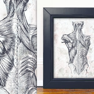Back Muscles Custom Print - Anatomy Art - Chiropractic Clinic Poster - Orthopedic Poster - Chiropractor Art 8x10 11x14 16x20 18x24 24x36
