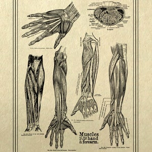 May include: A vintage anatomical illustration of the muscles of the hand and forearm. The image shows detailed drawings of the muscles, tendons, and bones of the hand and forearm, with labels identifying each structure. The title "Muscles of the hand & forearm" is printed at the bottom of the image.