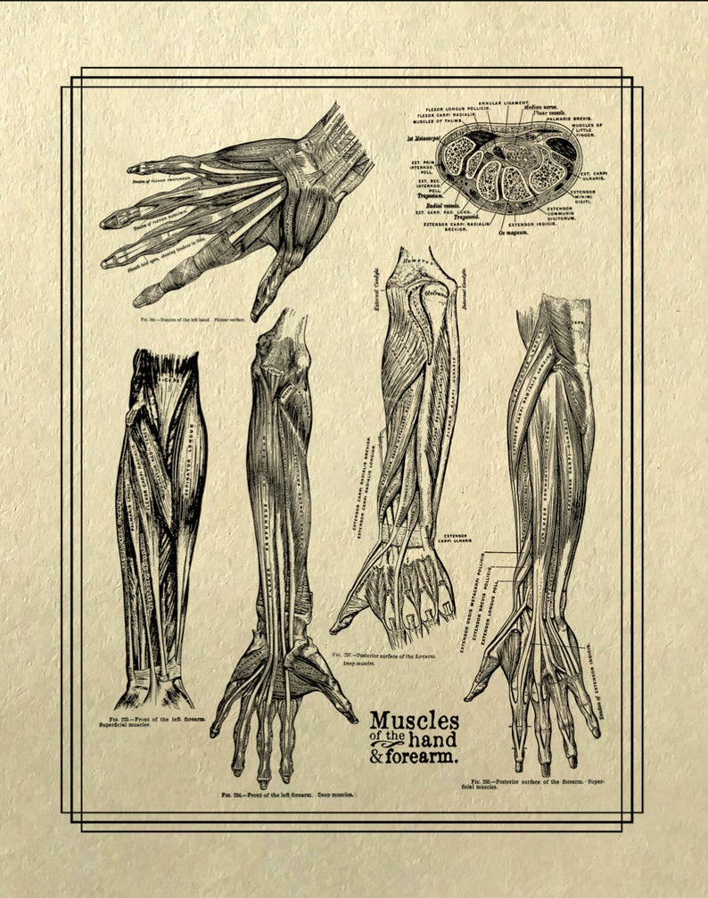 May include: A vintage anatomical illustration of the muscles of the hand and forearm. The image shows detailed drawings of the muscles, tendons, and bones of the hand and forearm, with labels identifying each structure. The title "Muscles of the hand & forearm" is printed at the bottom of the image.