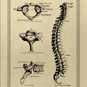 May include: A vintage anatomical illustration of the human spine, showing the individual vertebrae and their names. The illustration is in black and white and has a sepia tone. The text labels the different parts of the spine, including the cervical, thoracic, lumbar, sacral, and coccygeal regions.
