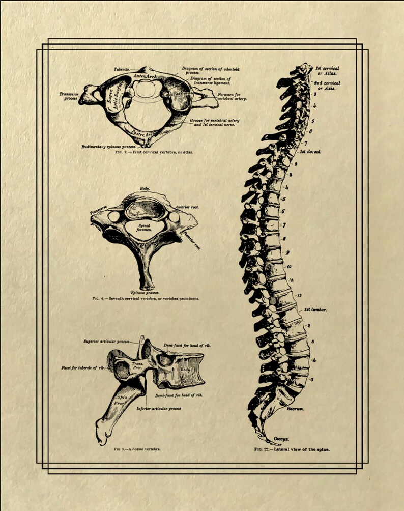 May include: A vintage anatomical illustration of the human spine, showing the individual vertebrae and their names. The illustration is in black and white and has a sepia tone. The text labels the different parts of the spine, including the cervical, thoracic, lumbar, sacral, and coccygeal regions.