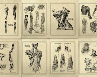Pósteres de anatomía: Arte muscular de estilo antiguo, decoración de spa