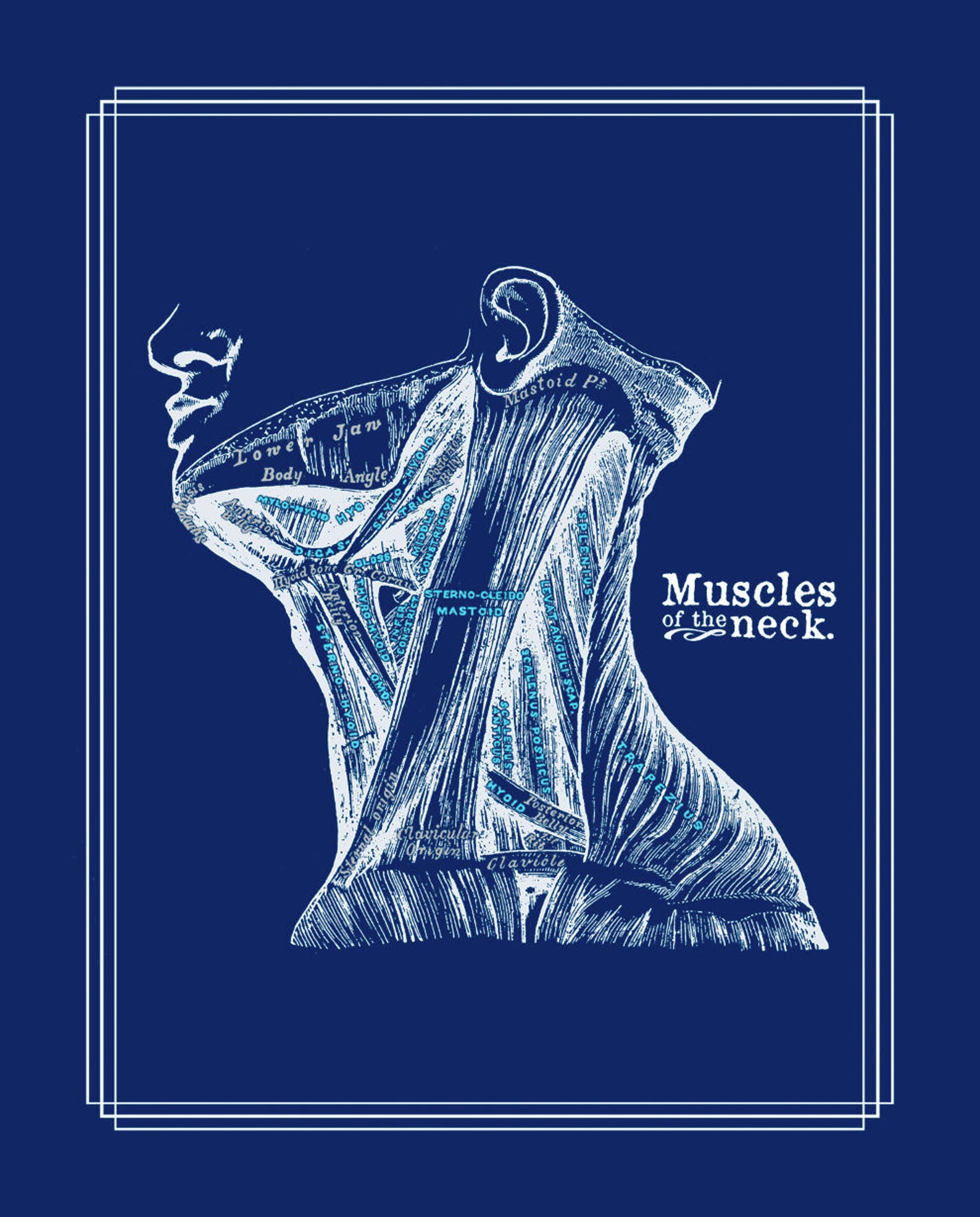 Physical Therapist Gift Set of 8 Anatomy Posters White on Navy Etsy