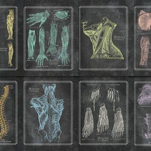 Print At Home Set of Eight 8x10 Multi Colored Blackboard Grays Anatomy Chart Set of 8 Vintage Medical Poster Antique Massage Gym Office
