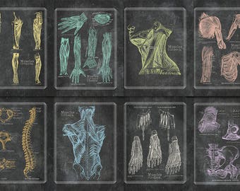 Print At Home Set of Eight 8x10 Multi Colored Blackboard Grays Anatomy Chart Set of 8 Vintage Medical Poster Antique Massage Gym Office