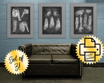 3 descargas imprimibles de anatomía de terapia de masajes, decoración de gimnasios, arte de oficina de fisioterapia