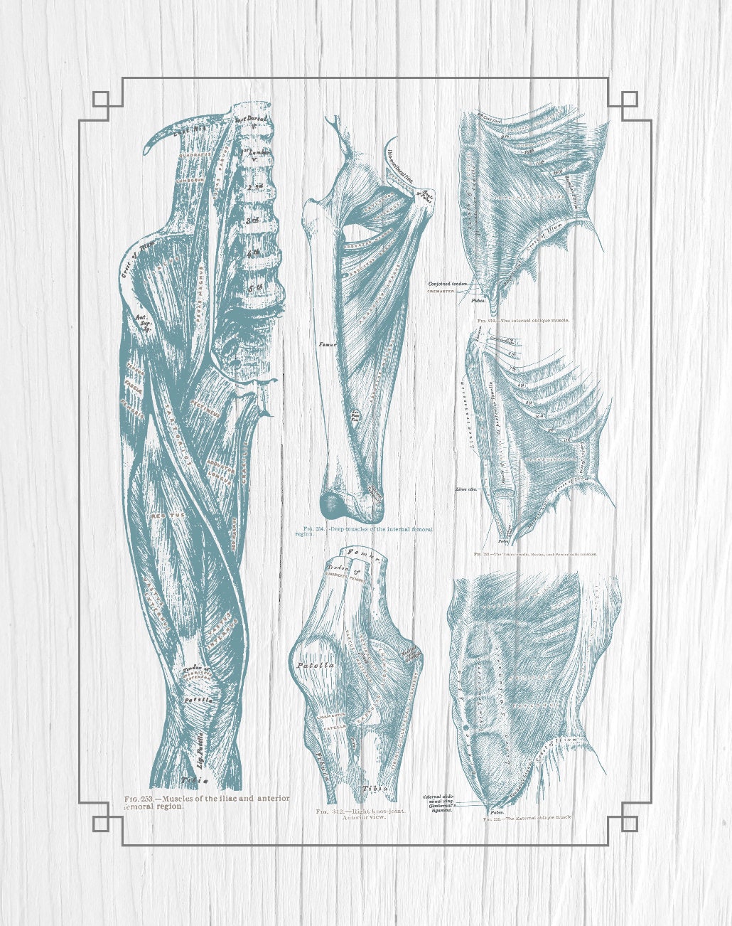 Customizable Grays Anatomy Psoas Core Leg Muscles Brown White Etsy Canada