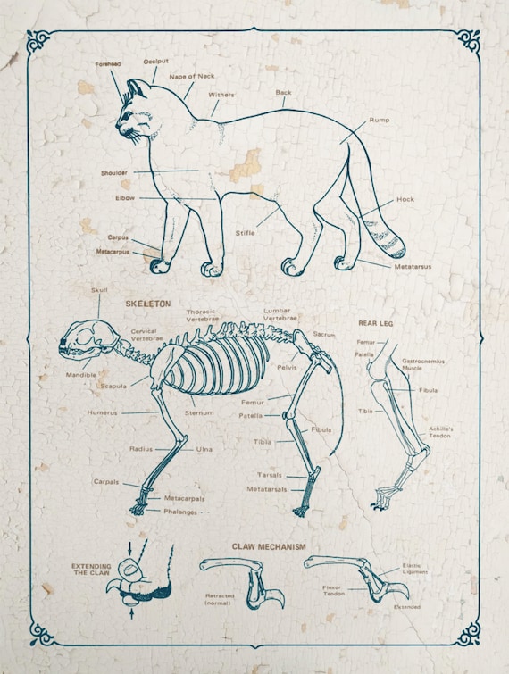 Feline Anatomy Chart