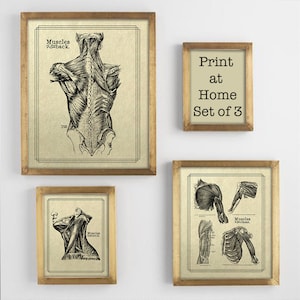 Print At Home Set of Three 8x10 Old Book Page Grays Anatomy Chart Set of 8 Vintage Medical Poster Antique Massage Gym Office