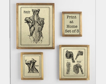 Póster de Anatomía de Gray: Gráficos musculares clásicos (descarga digital)