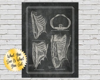 Abdominal Anatomy Art Print: Core Muscles on Chalkboard