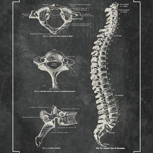 Spine Bones Anatomy in Sand on Blackboard // Massage Therapists // Physical Therapy // Chiropractic Art // Greys Anatomy