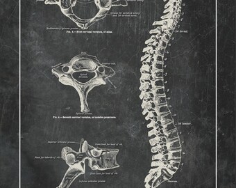 Spine Anatomy Art Print: Vertebral Column on Blackboard
