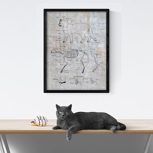 Cat Anatomy Chart Feline Skeletal Reference Claw Mechanism Veterinary Exam Office Study 8x10 11x14 16x20 18x24