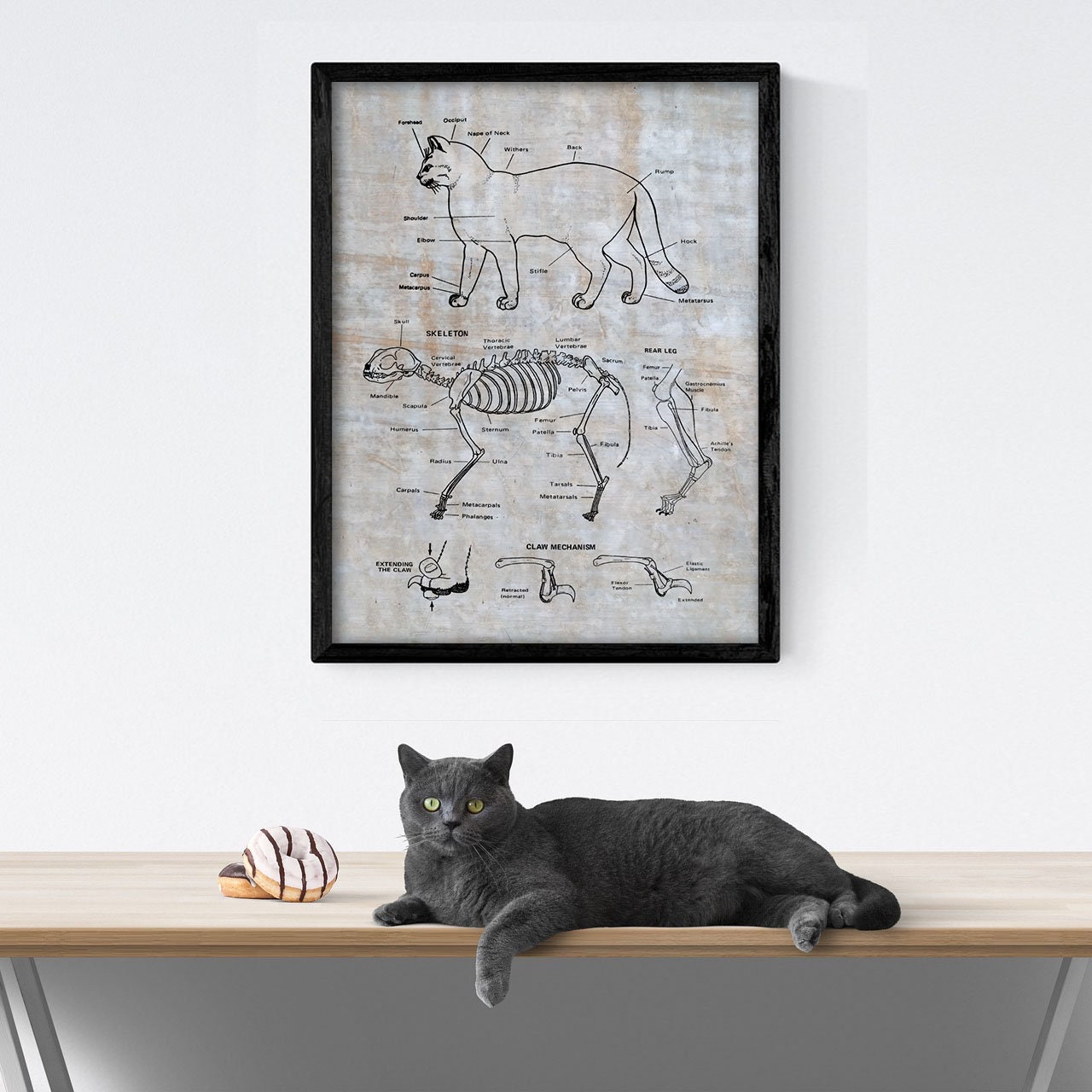 猫の骨格解剖図　ポスター希少51x66cm ペット Fel-O-Vax ネコ 猫の解剖学ポスター：猫の骨格図、獣医アート - Etsy 日本