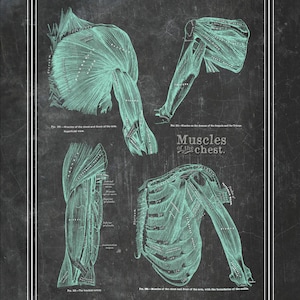 Chest Shoulder Anatomy in Mint Green on Blackboard // Massage Therapists // Physical Therapy // Yoga Instructor // Greys Anatomy