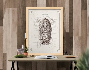Póster de gastroenterología del sistema digestivo del tórax. Nutricionista. Salud intestinal. Arte. 8x10, 11x14, 16x20, 18x24, 24x36.