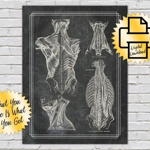Digital Back and Neck Muscles // Print At Home // 8x10 // Black Grey Textured Artwork // Massage Room // Chiropractic