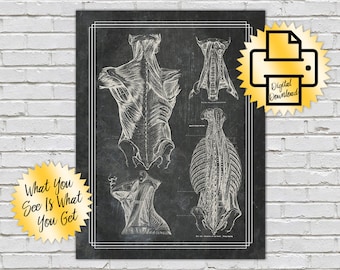 Póster de anatomía de los músculos de la espalda: Arte de Anatomía de Gray (Descarga digital)