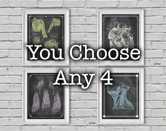 Láminas de anatomía personalizadas: elige 4 pósteres médicos